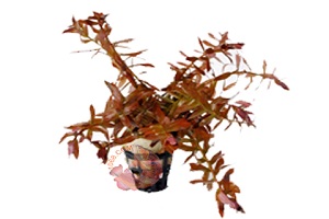 Hồng Liễu - Ammannia graclilis